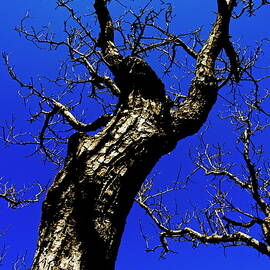 Bare tree trunk against a blue sky in springtime by Sami Sarkis Photography