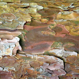 Bark A Peel by Jessica Jenney