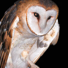 Barn owl by Jean Noren