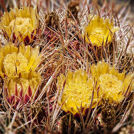 Barrel Cactus Flowers 2 by Kelley King