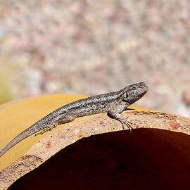 Basking by Richard Reeve