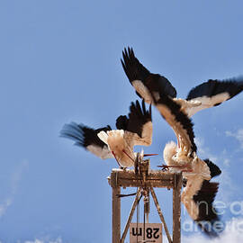 Battle of the storks by Tatiana Travelways
