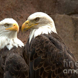 Beak To Beak by Adam Jewell