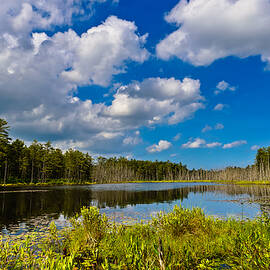 Beautiful Afternoon in the Pine Lands by Louis Dallara
