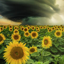 Beautiful Destruction  by Aaron J Groen