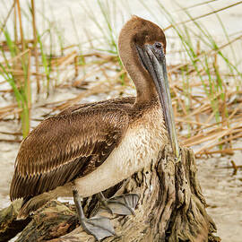 Beautiful Pelican by Jean Noren