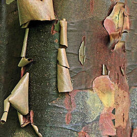 Beauty in Bark by Jessica Jenney