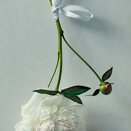 Beauty Suspended by Maggie Terlecki