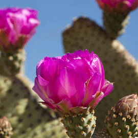 Beavertail Cactus Blossom 2 by Kelley King