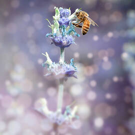 Bee on Top by Alison Frank