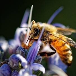 Bee Visits Rosemary  by KJ Swan