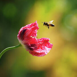 Got Bees In Me Opium Poppies by Joe Schofield