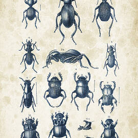 Beetles - 1897 - 01 by Aged Pixel