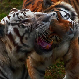 bengal tiger and white bengal tiger by Flees Photos