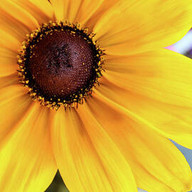 Big Yellow by Alison Frank