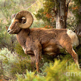 Bighorn In The Lamar Valley Forest by Adam Jewell