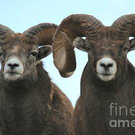 Bighorn Solidarity by Adam Jewell