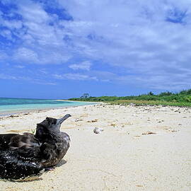 Bird sitting on the white sand by Sami Sarkis Photography