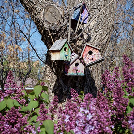 Birdhouses and Lilacs by Mary Lee Dereske