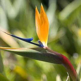 Birdie by Kelley King