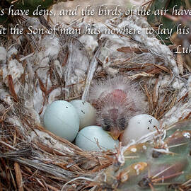 Birds Have Nests by Mary Lee Dereske