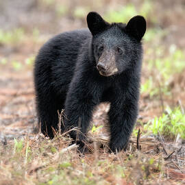 Black Bear Cub 9572 by Dan Beauvais