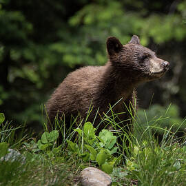 Black Bear Cub by Matt Halvorson
