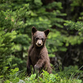 Black Bear Cub Stands by Matt Halvorson