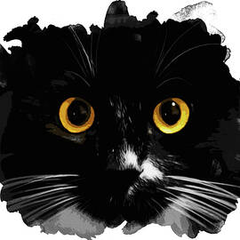 Black Cat, Yellow Eyes by AM FineArtPrints
