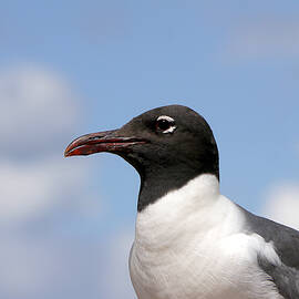 Black-headed Gull by Richard Reeve