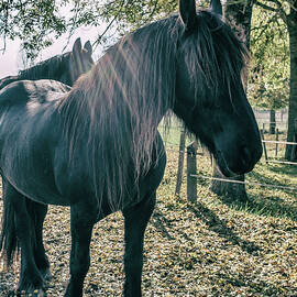 Black Horse in the Autumn Sun by Georgia Clare