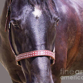 Black Morgan Horse by Waterdancer 