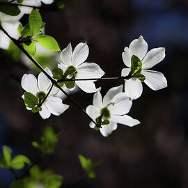 Blooming Dogwoods in Yosemite 4 by Larry Marshall