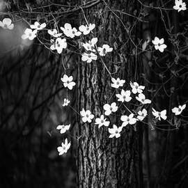 Blooming Dogwoods in Yosemite Black and White by Larry Marshall