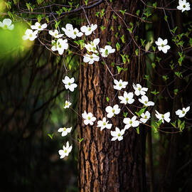 Blooming Dogwoods in Yosemite by Larry Marshall