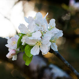 Blossom by Georgia Clare