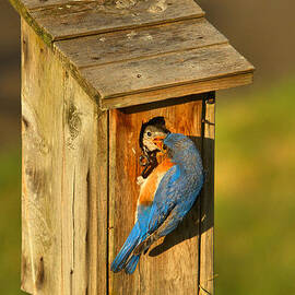Blue Bird Feeding His Young by Adam Jewell