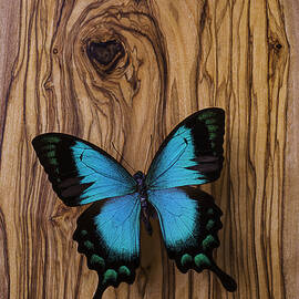 Blue Butterfly On Wood Grain by Garry Gay