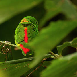 blue-crowned hanging parrot 2 by Flees Photos