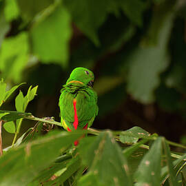 blue-crowned hanging parrot 3 by Flees Photos