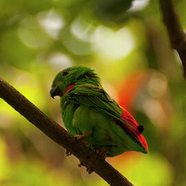 blue-crowned hanging parrot 4 by Flees Photos