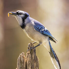 Blue Jay Breakfast by Bill and Linda Tiepelman