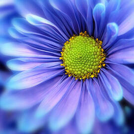 Blue Mood by Jessica Jenney