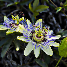 Blue Passion Flower by Kelley King