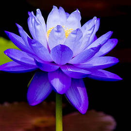 Blue Water Lily by Louis Dallara