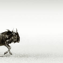 Blue wildebeest in desert by Johan Swanepoel