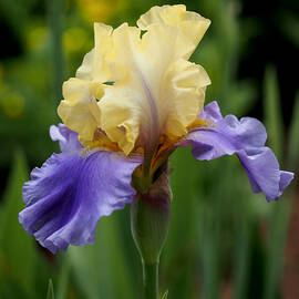 Blue Yellow Iris Germanica by Rona Black