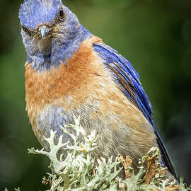 Bluebird Attitude by Jean Noren