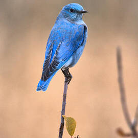 Bluebird Balancing Act by Adam Jewell