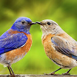 Bluebird Romance by Jean Noren